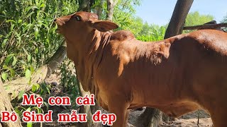 Út Ba Tri báo giá dùm khách bộ ba mẹ con bò cái bô sind mẫu đẹp [upl. by Relyuc903]