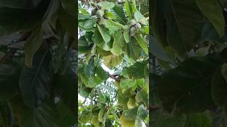 Badam tree Childhood nostalgic  badaam almondtree nostalgic childhooddays trending viral [upl. by Ennadroj643]