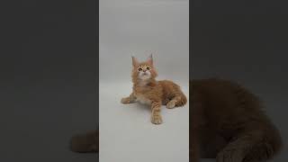 Xenos Red Maine Coon Male Kitten Available Now  Purebred Kitties [upl. by Acino]