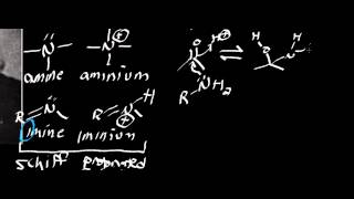 Biochemistry  Schiff Base Chemistry Part 12 [upl. by Thedrick]