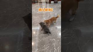 The second phase of the catdog battle petlovers cat dog funny [upl. by Ahsieit803]