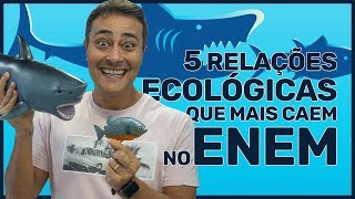 5 RELAÇÕES ECOLÓGICAS que mais caem no ENEM [upl. by Tiphani]