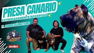 Presa Canario Poder en su máxima expresión Ep 24 Los RecomendaDogs [upl. by Salakcin]