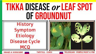 Tikka or Leaf Spot Disease of Groundnut History Symptom Etiology Disease Cycle MCQ  PAO3 [upl. by Edahsalof]