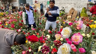 ROSE FLOWER PLANT VARIANT AT GALIFF STREET SHREE GOVINDA NURSERY FLOWER PLANT Best Flowers Forever [upl. by Auqenehs]