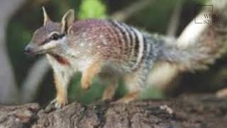 Interesting facts about numbat by weird square [upl. by Urial363]