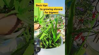 Basic tips to grow elovera aloevera plantcare gardening subscribe shortgrowsadimitti [upl. by Nodmac]