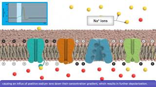 The Nervous System Part 2  Action Potential Crash Course Anatomy amp Physiology 9 [upl. by Notliw787]