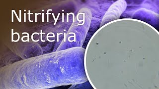 All About Nitrifying Bacteria in Your Aquarium What they Are and Where Can You Find Them [upl. by Rosa158]