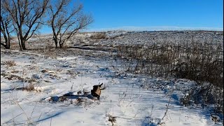 Late Season Kansas Public Land Pheasant Hunt [upl. by Di]