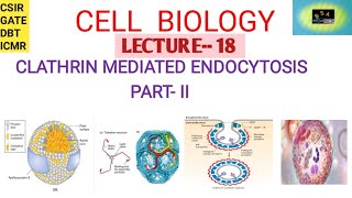 CELL BIOLOGY CLATHRIN MEDIATED ENDOCYTOSIS II  FERROTRANSFERRIN  CSIR  GATE  DBT ICMR [upl. by Heymann101]