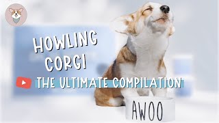 Adorable Corgi Howls While Eating  Awoo Puppy [upl. by Nehr215]