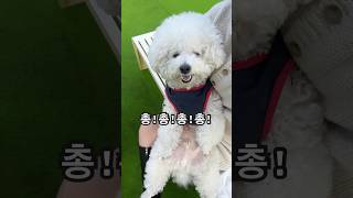 라이킁킁 총총총총총😜 bichon 강아지 shortvideo dogvlog 강아지브이로그 강아지쇼츠 강아지유튜브 힐링영상 쇼츠리즘 귀여운강아지 [upl. by Tivad732]