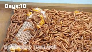 Thousands of Mealworms vs CORN [upl. by Adnov]