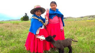 Visitando comunidad COACOLLO y JIWAWI GRANDE Lago Titicaca de TARACO 2022 POESIA en AYMARA [upl. by Warfield]