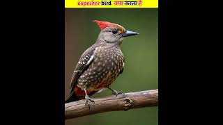 oxpecker bird क्या करता है shorts5 [upl. by Arihsat]