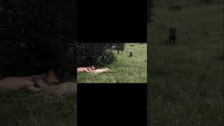 The lions sleep iar eu iam trezit meme viral shorts trending tiktok short shortvideo [upl. by Garry785]