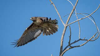 Birds of Truckee Meadows Hawks of Northern Nevada with Alan Gubanich [upl. by Eleets618]