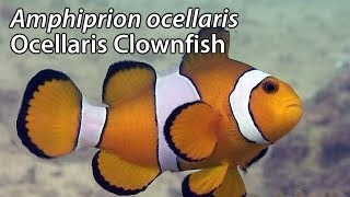 Ocellaris Clownfish Amphiprion ocellaris Stock Footage  PAL DV [upl. by Camellia]