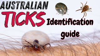 How to Identify Australian Ticks A Guide to Staying Safe Outdoors [upl. by Annaeg]