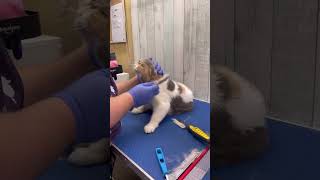 Smoochy kitties before and after grooming with low stress handling techniques [upl. by Walsh]