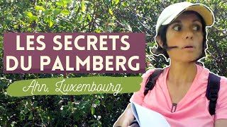 ☀️ Les secrets du Palmberg  randonnée à Ahn Moselle Luxembourg [upl. by Aimahc]