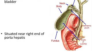 Extrahepatic Biliary Apparatus [upl. by Norman401]