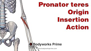 Pronator Teres Anatomy Origin Insertion amp Action [upl. by Miles100]