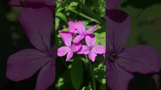 LUNARIA ANNUA  Called Pope coins or Judas medals or moon grass [upl. by Domineca]