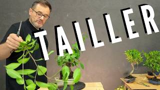 COMMENT TAILLER son BONSAÏ FICUS vitalbonsai [upl. by Nnairahs565]