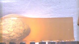 12 Gauge Shotgun Wax Slug vs Ballistic Gelatin [upl. by Ilzel480]