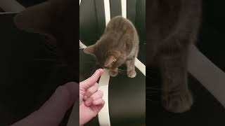 Krok et son péché mignon drole shortvideo cat rire epinard légumes catlover mignon cute [upl. by Anitsua]