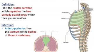 Overview of Thorax 2  Thoracic Contents  Dr Ahmed Farid [upl. by Yorled593]