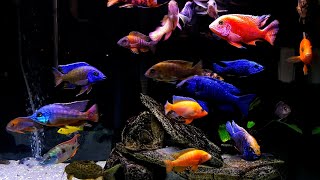 Feeding 120 Gallon African Cichlid Tank 4k UltraHD [upl. by Suirtemed]