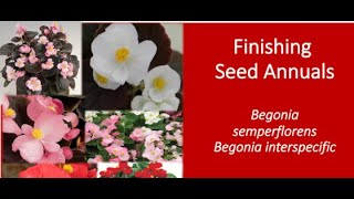 Finishing High Quality Seed Begonias ft Dr Will Healy [upl. by Monique]