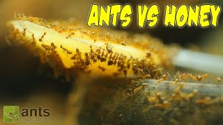 Ants vs Honey  An Update on My Ant Colonies [upl. by Malcom837]