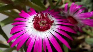 676  Way to collect seed from Ice Plant Living Stone Daisy  Mesembryanthemum Hindi Urdu15318 [upl. by Shandee950]