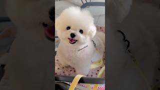 Pomeranian dog market  Pune cheapest dog market  mumbai pet market dog price market dog shorts [upl. by Winzler]