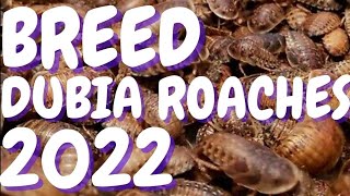 How To Breed DUBIA ROACHES 2022  New Tricks [upl. by Camala]