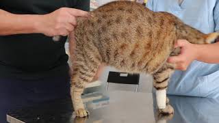 Final Video The cat has yellow ears and 3rd eyelids  Jaundice in a cat [upl. by Orlantha559]