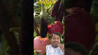 How To Growing Brinjal With Apple Fruit Plant Grafting Methodsshorts eggplant vegetables garden [upl. by Eah541]