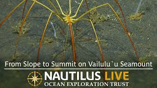 Exploring the Slope of Vailuluu Seamount  Nautilus Live [upl. by Rebba]