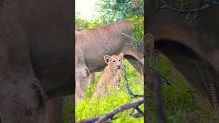 Lovely Moments of Lions 🦁 Meet the Cutest Baby Lions Ever 📹 [upl. by Tnert]