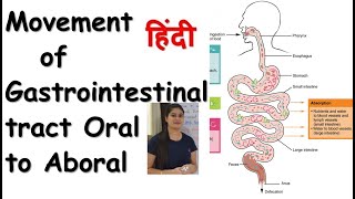 Oral to Aboral Movements of GIT  Gastrointestinal or Alimentary Tract Motility [upl. by Aleece]