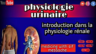 1 Introduction sur La Physiologie Rénale  Physiologie 2éme Med [upl. by Tess297]