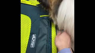 Kurgo Explorer Dog Carrier [upl. by Parshall]