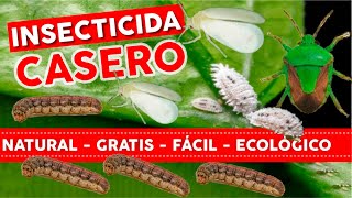 🔥100 NATURAL GRATIS y FACIL🐛 Insecticida Casero Para Plantas  Huerto y Jardin Ecológico [upl. by Frost]