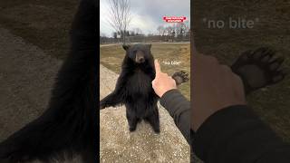 Bear Zoomies animals animalsofyoutube funnyanimals [upl. by Durward]