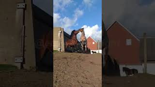 The Power of the Ardennes shorts ardennes horses [upl. by Werdnael]