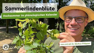 Sommerlindenblüte  Hochsommer im phänologischen Kalender Heimische Pflanzen gardify Tipps [upl. by Eenafets807]